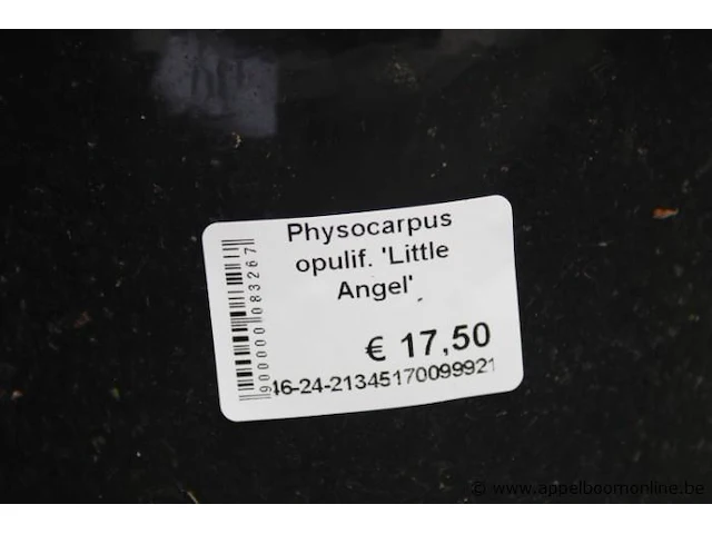 6 buitenplanten physocarpus opulif - afbeelding 2 van  2