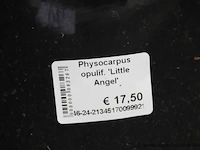 6 buitenplanten physocarpus opulif - afbeelding 2 van  2