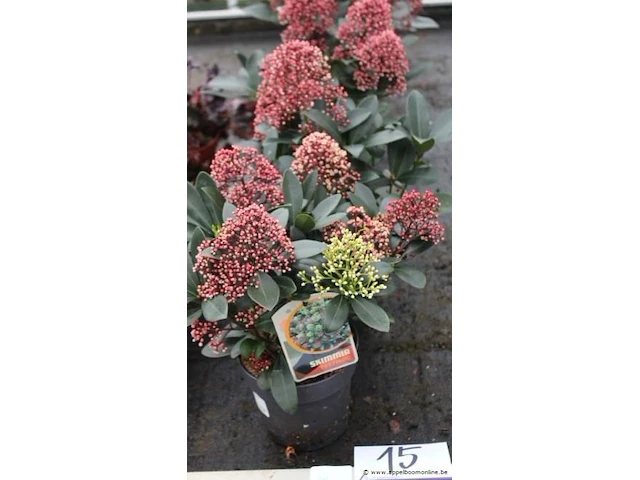 6 buitenplanten skimma jap - afbeelding 1 van  2