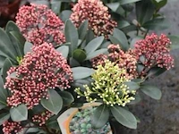 6 buitenplanten skimma jap - afbeelding 1 van  2