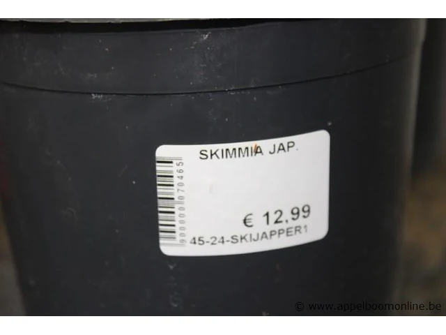 6 buitenplanten skimma jap - afbeelding 2 van  2