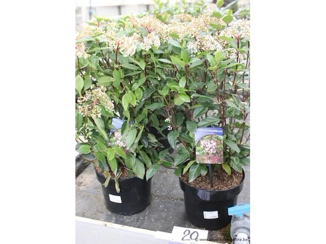 6 buitenplanten viburnus tinus - afbeelding 1 van  2