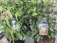 6 buitenplanten viburnus tinus - afbeelding 1 van  2