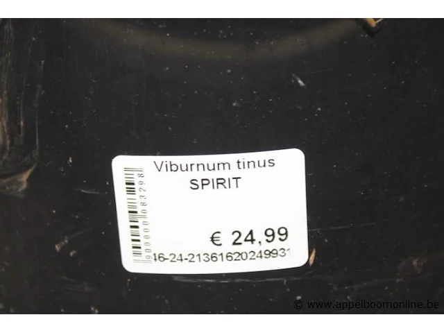 6 buitenplanten viburnus tinus - afbeelding 2 van  2