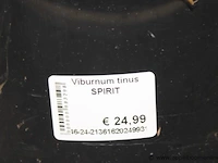 6 buitenplanten viburnus tinus - afbeelding 2 van  2