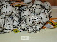6 pakjes deco mini skulls - afbeelding 2 van  4