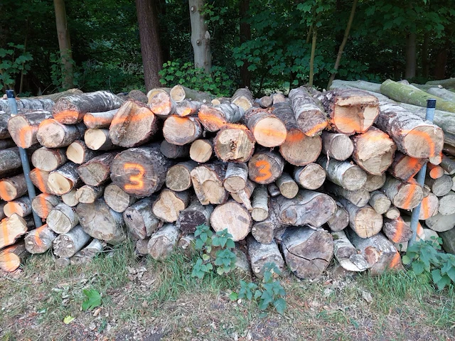 6 stère berk - afbeelding 1 van  1