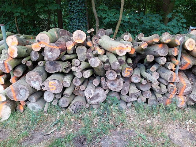 6 stère beuk - afbeelding 1 van  1