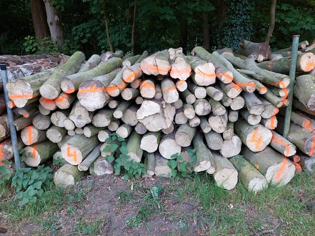 6 stère haagbeuk - afbeelding 1 van  1