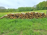 6 stère kastanje - afbeelding 1 van  1