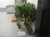 6 x plastiekpalmpjes in een plastieken pot 130cm hoog, decoratie - afbeelding 3 van  5