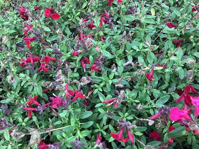60 salvia - afbeelding 1 van  1