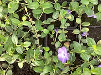 60 vinca blauw - afbeelding 1 van  3