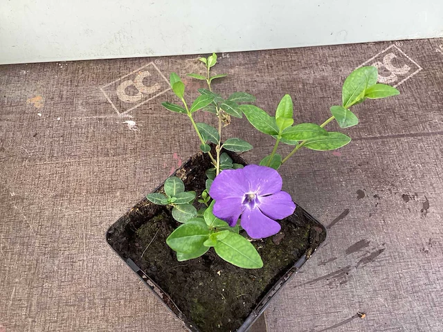 60 vinca blauw - afbeelding 2 van  3