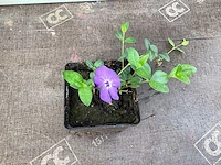 60 vinca blauw - afbeelding 3 van  3