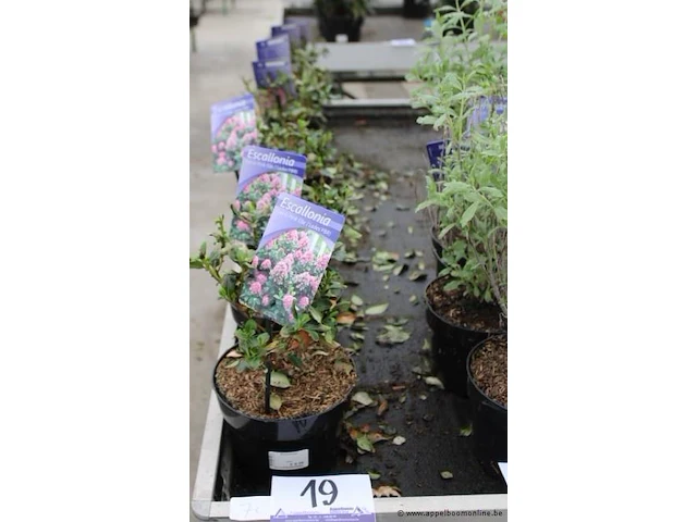 7 buitenplanten escallonia - afbeelding 1 van  2