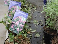7 buitenplanten escallonia - afbeelding 1 van  2