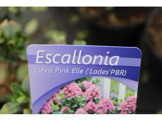 7 buitenplanten escallonia - afbeelding 2 van  2