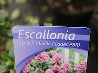 7 buitenplanten escallonia - afbeelding 2 van  2