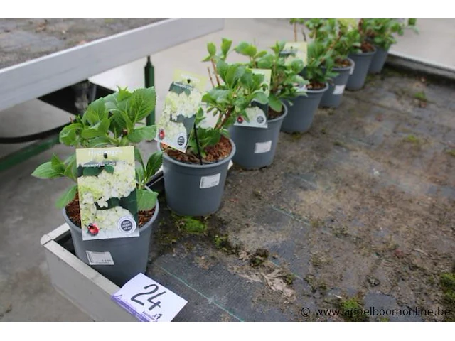 7 buitenplanten hydrangea macrophylla - afbeelding 1 van  2