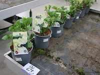 7 buitenplanten hydrangea macrophylla - afbeelding 1 van  2
