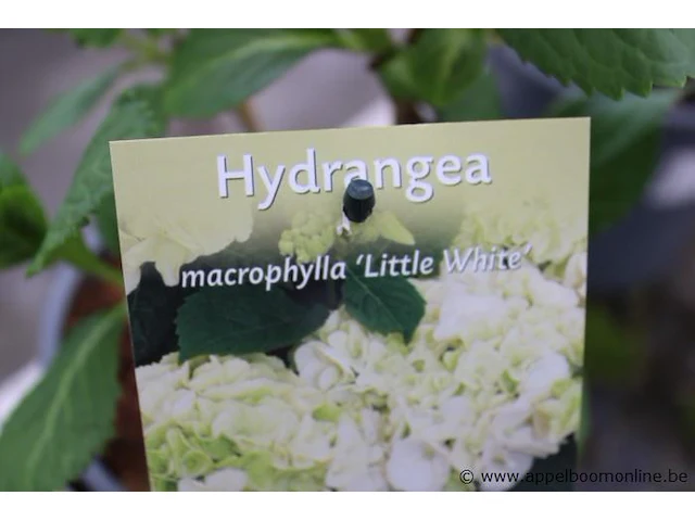 7 buitenplanten hydrangea macrophylla - afbeelding 2 van  2