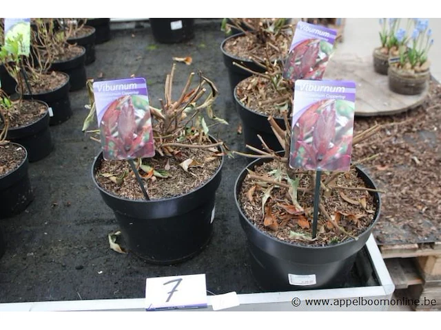 7 buitenplanten vuburnum coppertop - afbeelding 1 van  2
