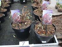 7 buitenplanten vuburnum coppertop