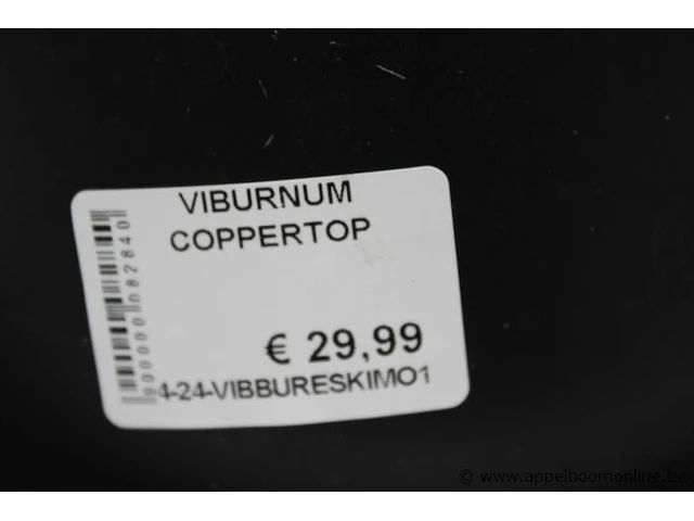 7 buitenplanten vuburnum coppertop - afbeelding 2 van  2