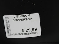 7 buitenplanten vuburnum coppertop - afbeelding 2 van  2
