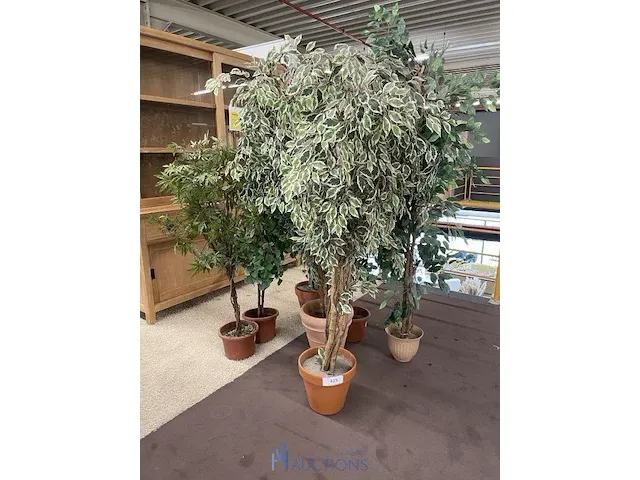 7 namaakplanten - afbeelding 1 van  2
