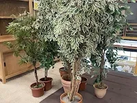 7 namaakplanten - afbeelding 1 van  2