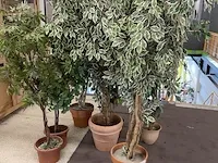 7 namaakplanten - afbeelding 2 van  2