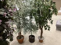 7 namaakplanten - afbeelding 3 van  3