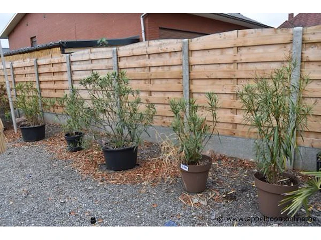 7 planten in pot - afbeelding 1 van  3