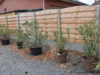 7 planten in pot - afbeelding 1 van  3