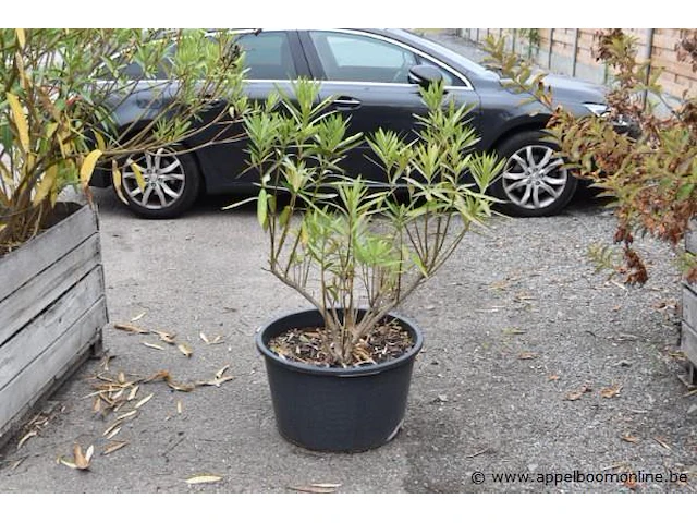 7 planten in pot - afbeelding 2 van  3