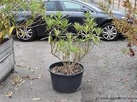 7 planten in pot - afbeelding 2 van  3