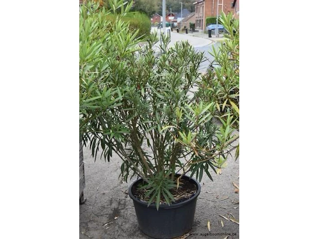 7 planten in pot - afbeelding 3 van  3