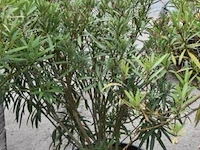 7 planten in pot - afbeelding 3 van  3