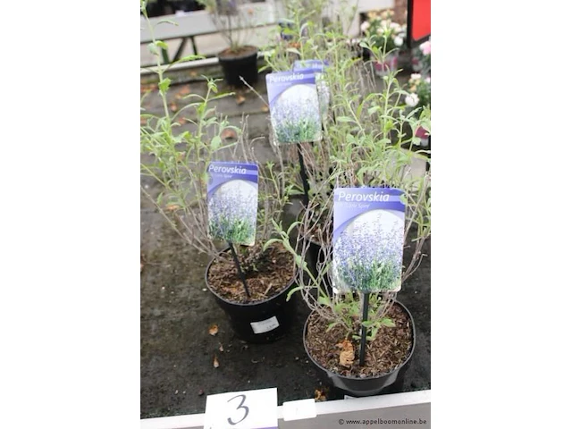 8 buitenplanten perovskia little spire - afbeelding 1 van  2