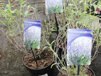 8 buitenplanten perovskia little spire