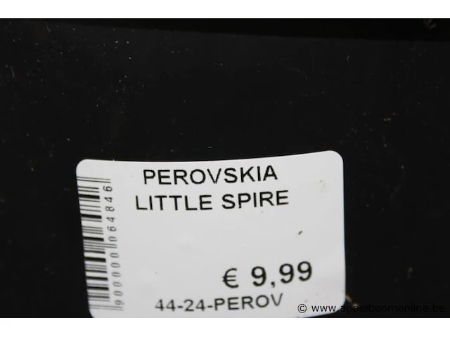 8 buitenplanten perovskia little spire - afbeelding 2 van  2