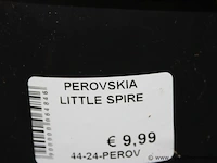 8 buitenplanten perovskia little spire - afbeelding 2 van  2