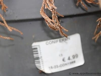 8 coniferen - afbeelding 2 van  2