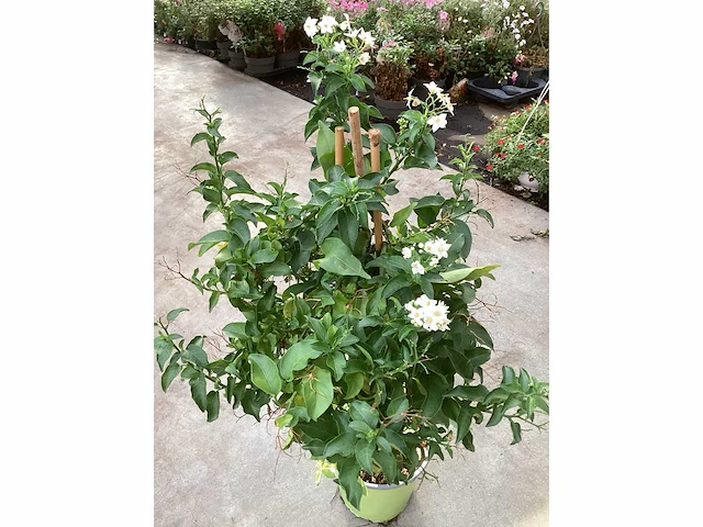 8 solanum blauw, 8 jasmijn wit - afbeelding 2 van  4