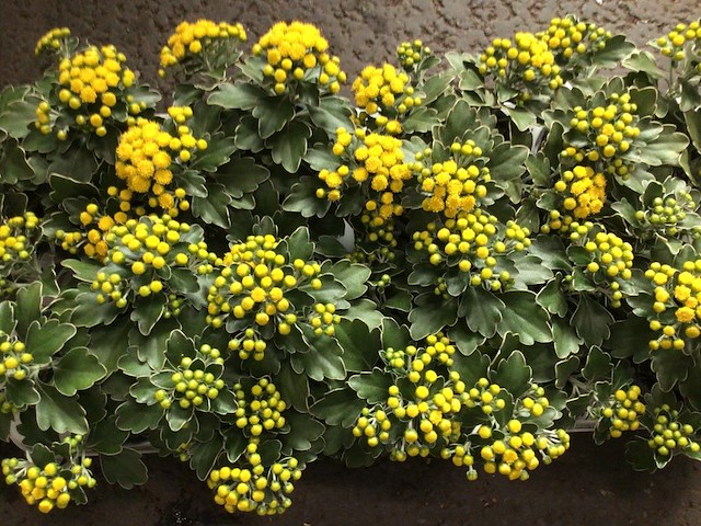 80 ajanya - afbeelding 1 van  2