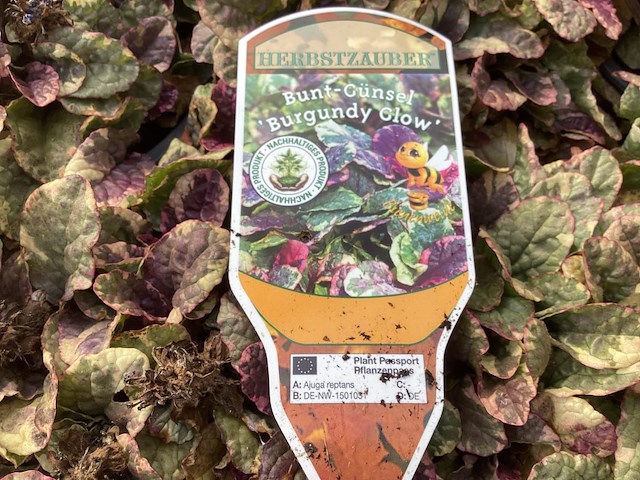 80 ajuga - afbeelding 1 van  3