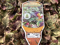 80 ajuga - afbeelding 1 van  3