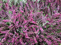 80 erica roos - afbeelding 1 van  1